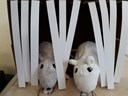 20190313_104604[1]